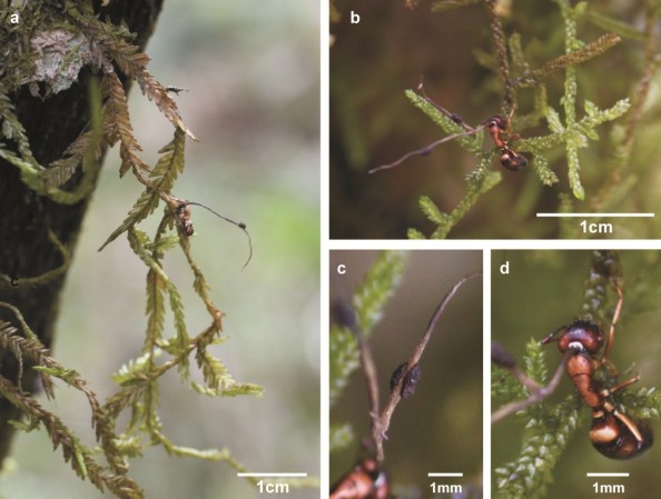 Formigas zumbis nas Matas Nebulares de Santa Catarina. a-b. Vista geral da formiga no musgo, contaminada pelo fungo, que parece uma antena; c. Detalhe da parte do fungo que produz esporos; d. Detalhe da base da cabeça da formiga onde emerge a estrutura produtora de esporos do fungo.