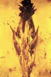 Imagem retirada do artigo científico original. Mostra a espigueta da gramínea envolta pelo âmbar, onde é possível ver no ápice da pequena flor uma estrutura negra (esclerócio do fungo), parte reprodutiva Palaeoclaviceps parasiticus.