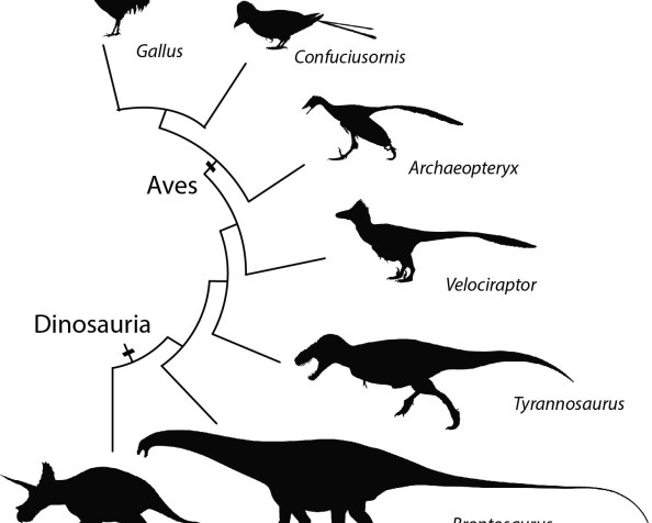 Do ninho ao céu: os filhotes de dinossauros e a evolução das&nbsp;aves