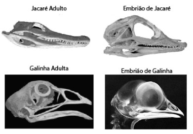 Figura 2: Crânios de Alligator: Bhullar et al. (2012), Nature 487, 223–226. Crânio de Gallus: http://www.digimorph.org