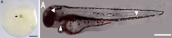 Foto 3: A (esquerda) Microalgas (seta preta indicando o verde) foram injetadas nos primeiros estágios embrionários do peixe zebra (em branco). (A) Direita - Larva do peixe zebra três dias após terem sido injetados com as microalgas (agora vistas através de um corante fluorescente em vermelho). Foto retirada do artigo original. Link para o artigo original: http://journals.plos.org/plosone/article?id=10.1371/journal.pone.0130295