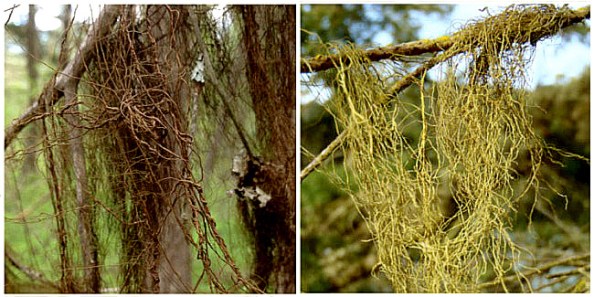 Figura 1: À direita o líquen marrom Bryoria fremontii; à esquerda o líquen marrom Bryoria fremontiide. Fonte: artigo original deTony Spribille e colaboradores.