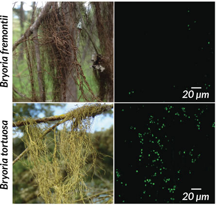 Figura 2: Imagens do método de fluorescência para identificação do novo simbionte fúngico nos liquens. (A) o líquen marrom Bryoria fremontii; (B) o líquen marrom Bryoria fremontii com poucas leveduras fluorescentes; (C) o líquen amarelado Bryoria tortuosa; (D) o líquen Bryoria tortuosa com muitas leveduras fluorescentes, indicativo da produção excessiva de ácido vulpínico, responsável pela toxicidade deste líquen. Fonte: artigo original.