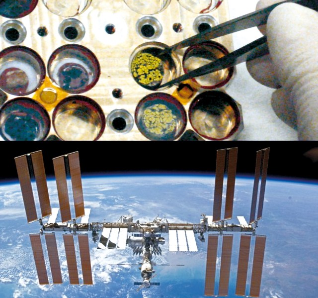 Acima, placas com os liquens e fungos citados no experimento. Abaixo Estação Espacial Internacional.
